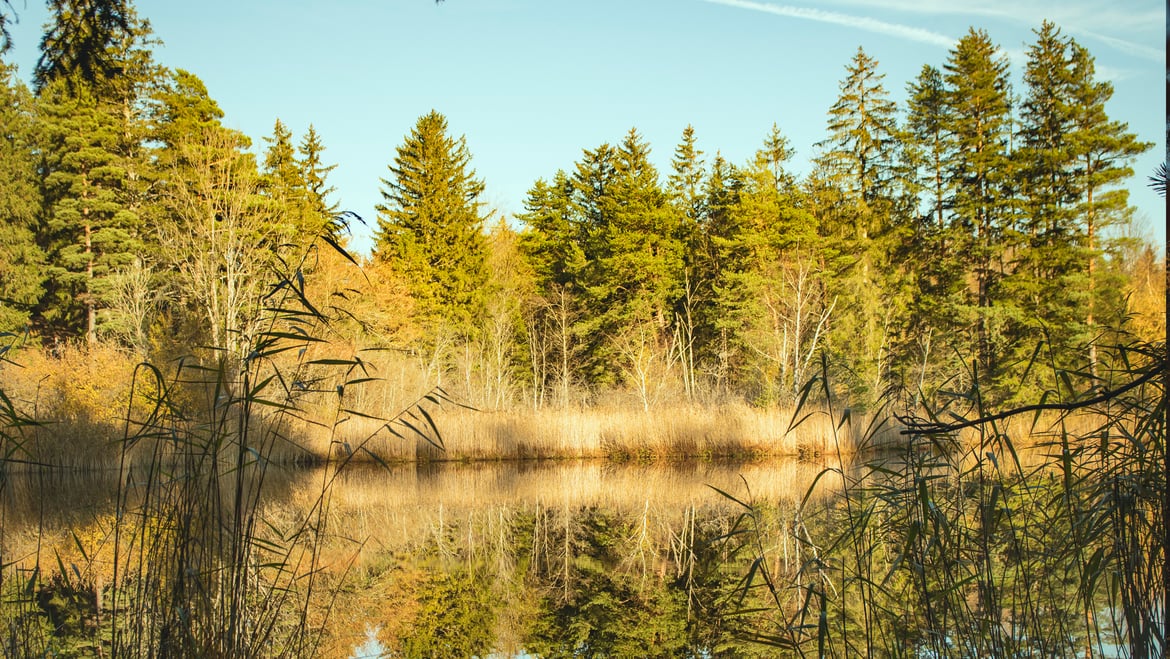 Lanser Moor - Seerosenweiher